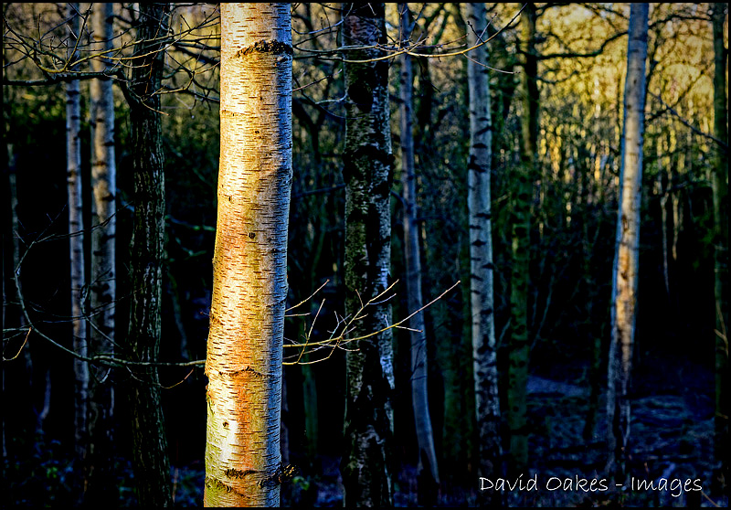 January-Silver-Birch