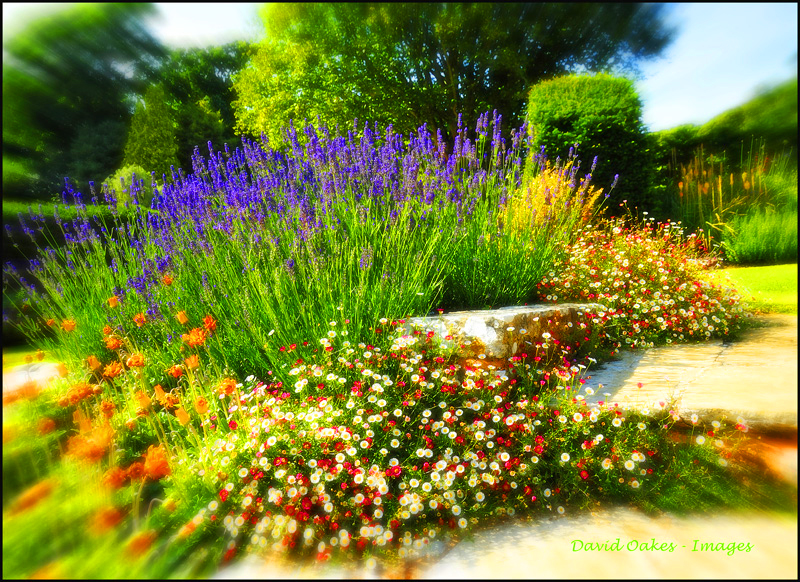 Lavender-Steps-print-(2)