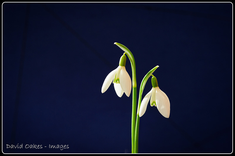 Snowdrops-26.1