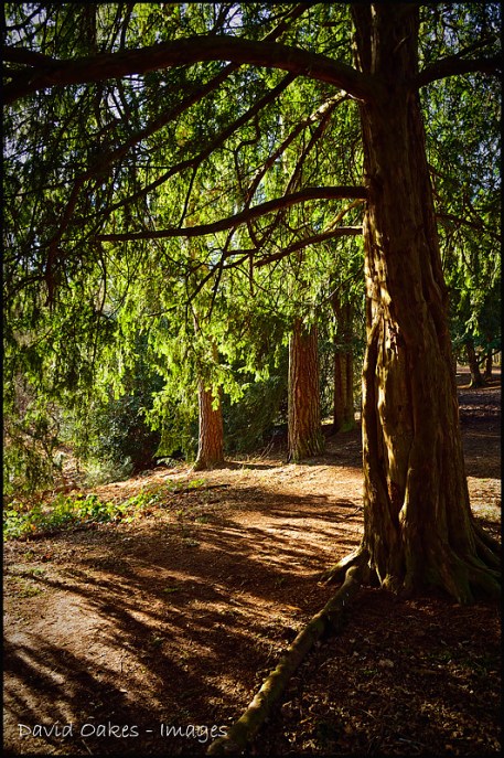 8.2-Dawn-under-the-Yew