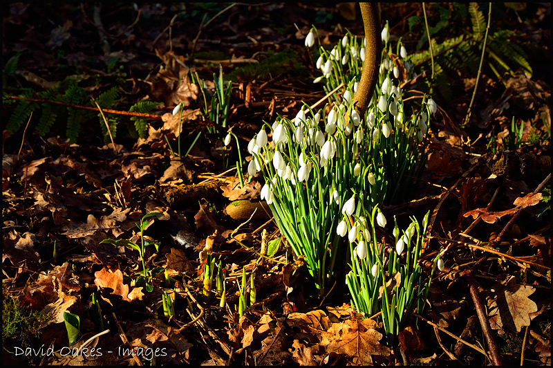 8.2-Snowdrops