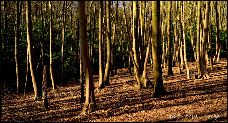 9.2--Beneath-the-Sycamore