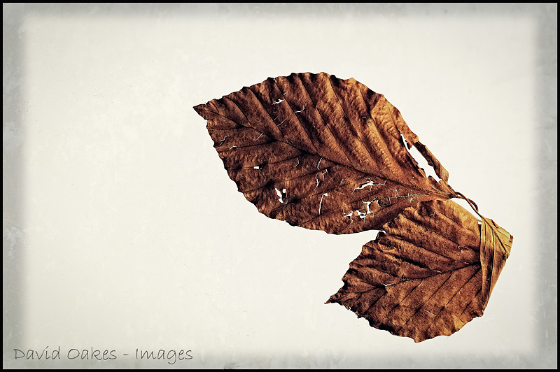 Beech-Leaves-Decay