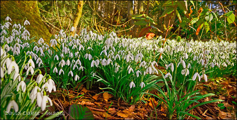 1.3-Snowdrops-2