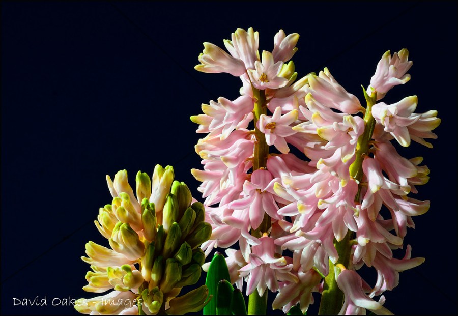 Hyacinth