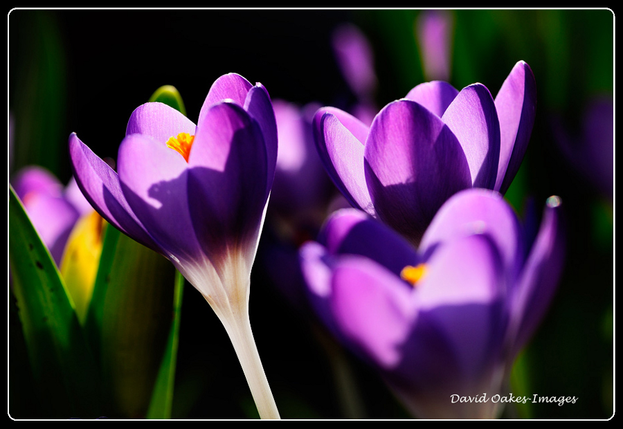 March Crocus