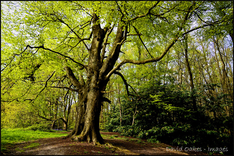 1.5-Sun-thru-the-Canopy