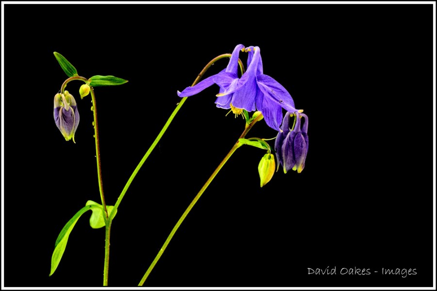 _DO82367_00026-Aqualigia