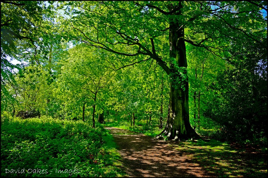 _DOI2998_00016-canopy