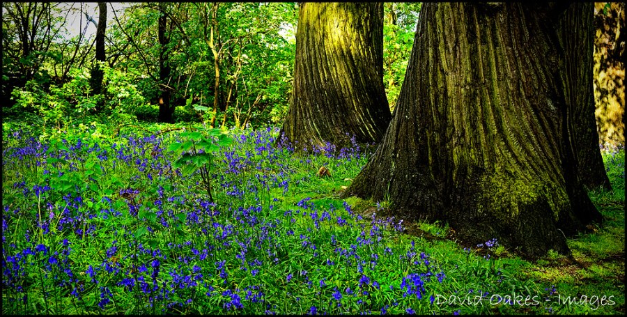 _DOI3007_00025-Last-Bluebells