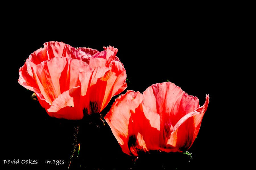 Poppies-welcome-Home