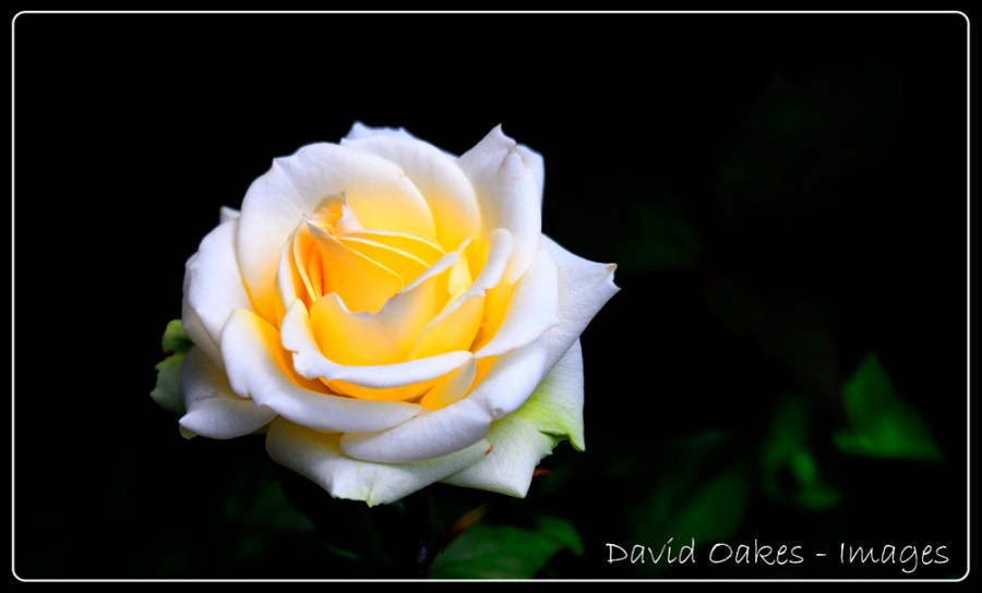 Evening-Rose-5