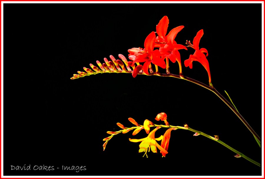 Crocosmia-1