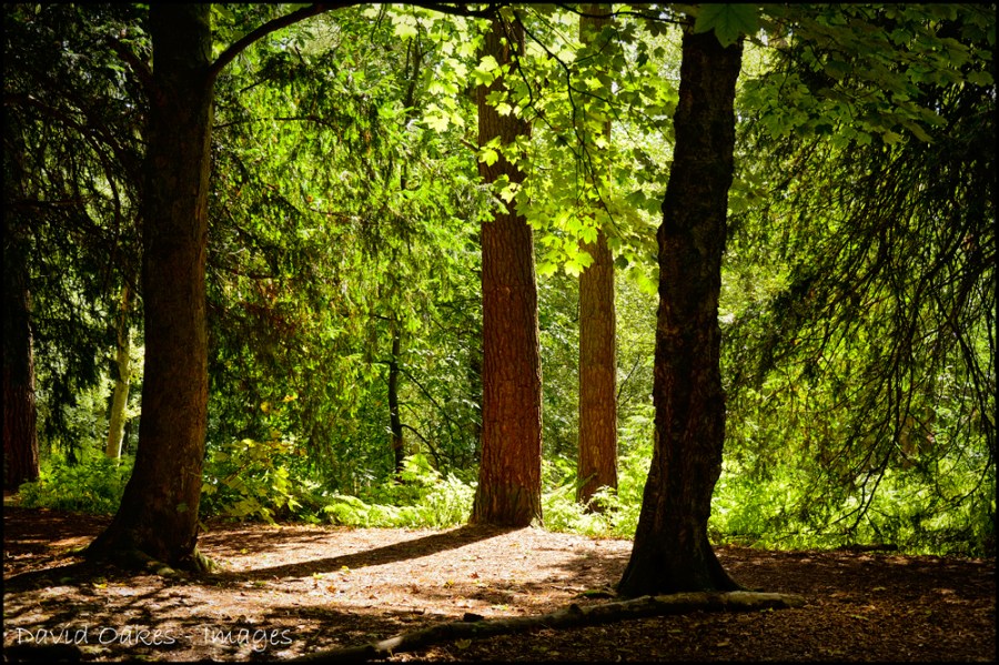 _DOI5819_00009-Summer-Morning