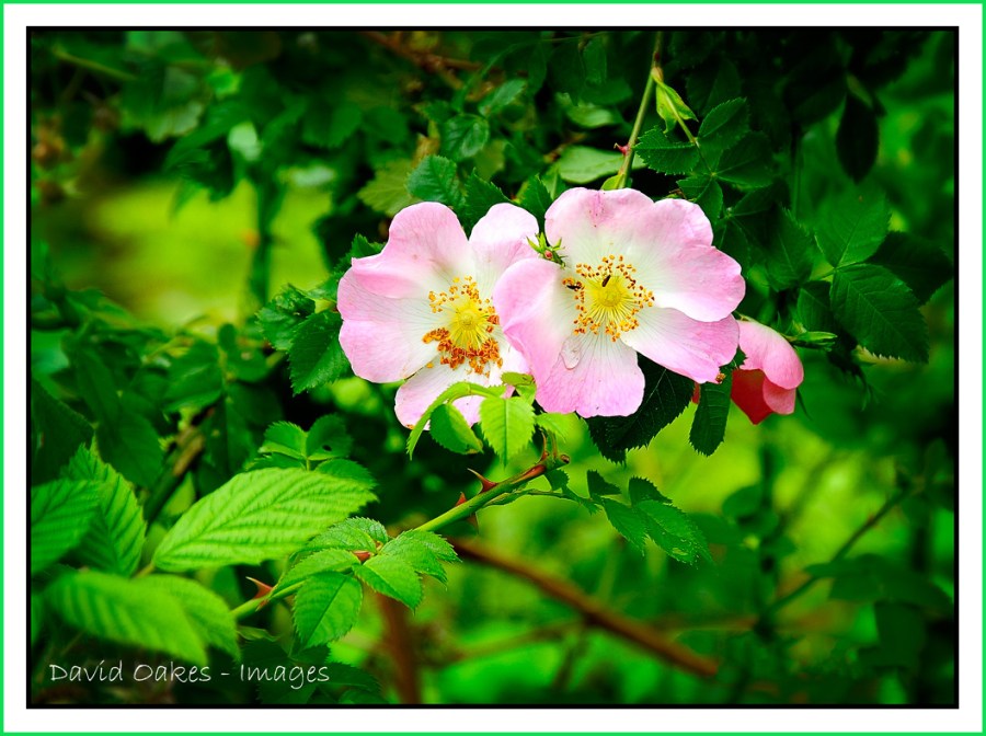 Wild-Dog-Rose