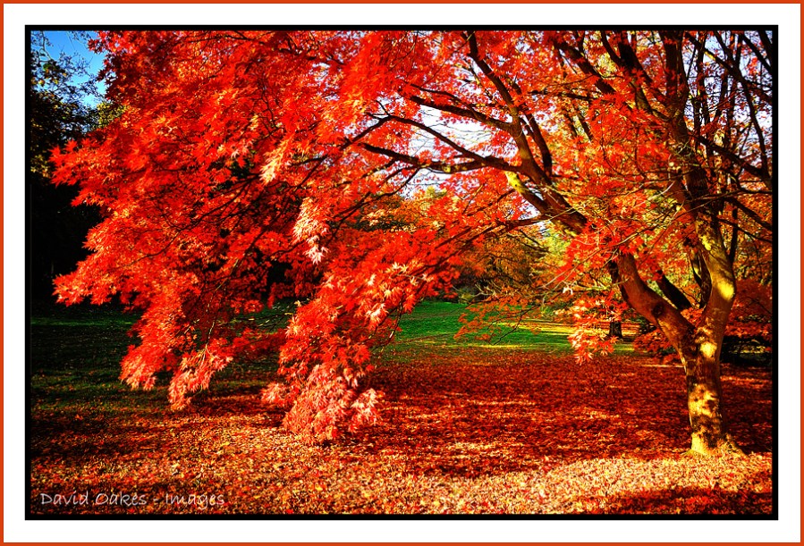 Autumn Red