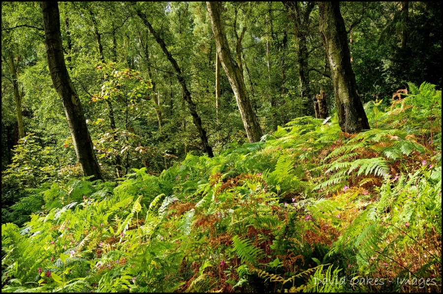 _DOI5923_00008-copy-copy