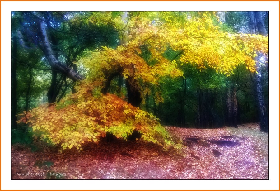 WP_20151030_11_01_34_Pro[1]-web