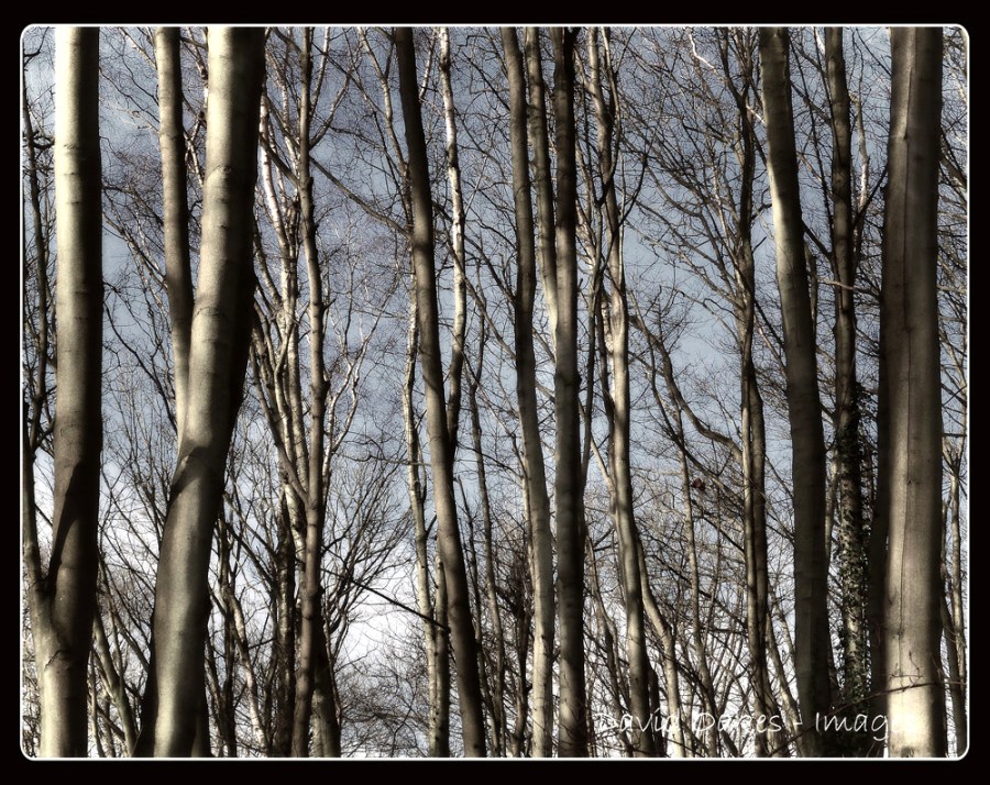 North winds keep this side of the wood bare