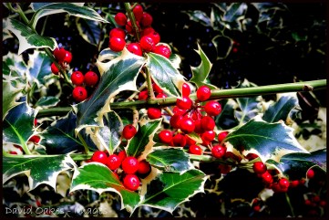 Holly-2