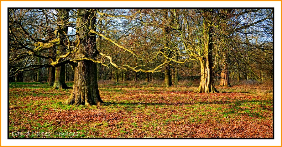 A-December-Woodland-Scene