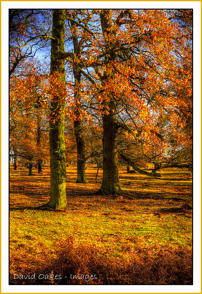 Evening-under-the-Oaks-December
