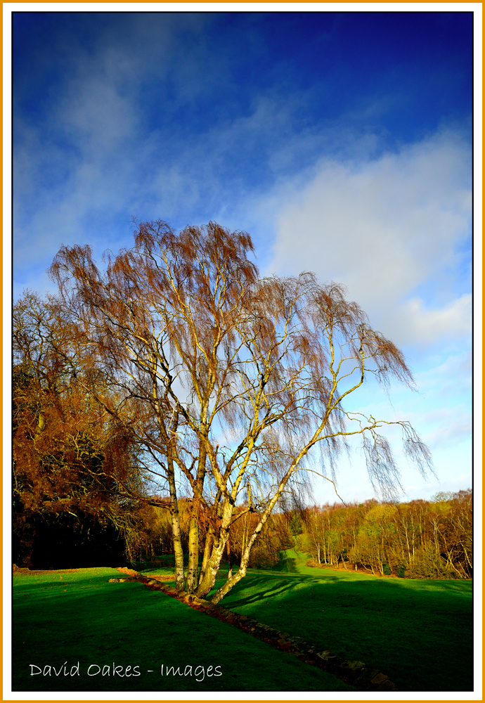 Silver-Birch