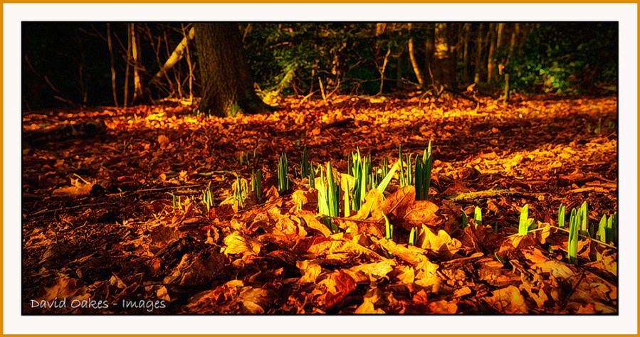 First-Signs-of-Spring lg