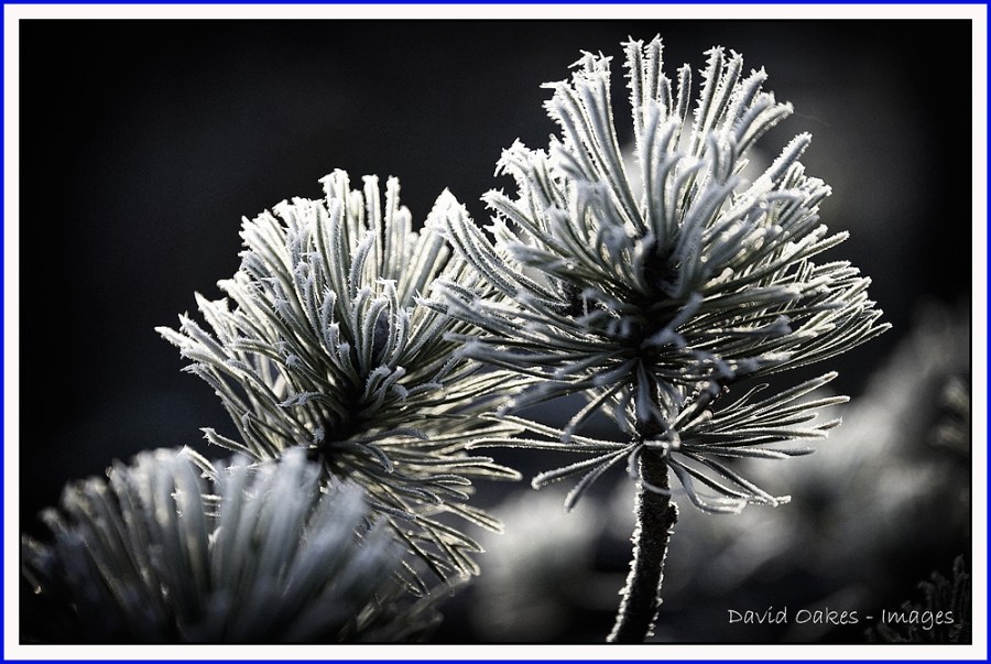 Frost-on-Pine