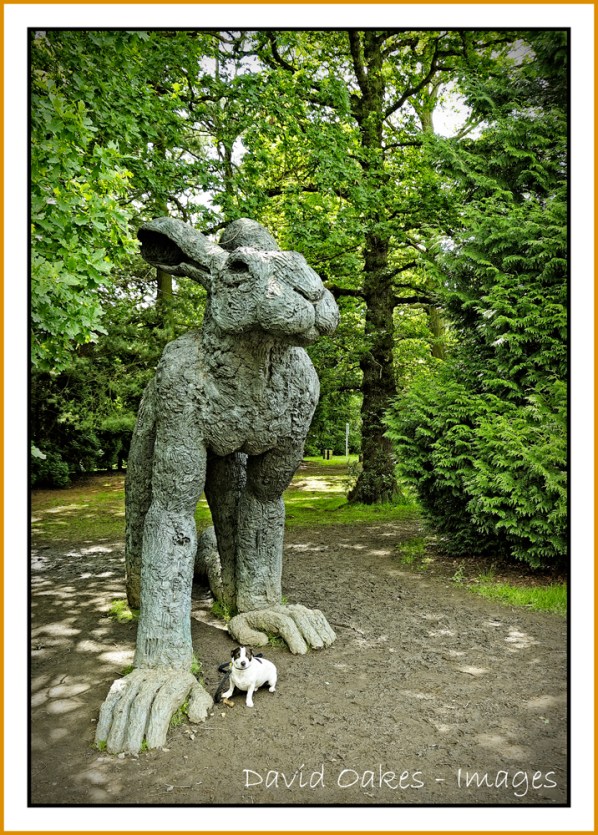 Hare-today-Gone-tomorrow