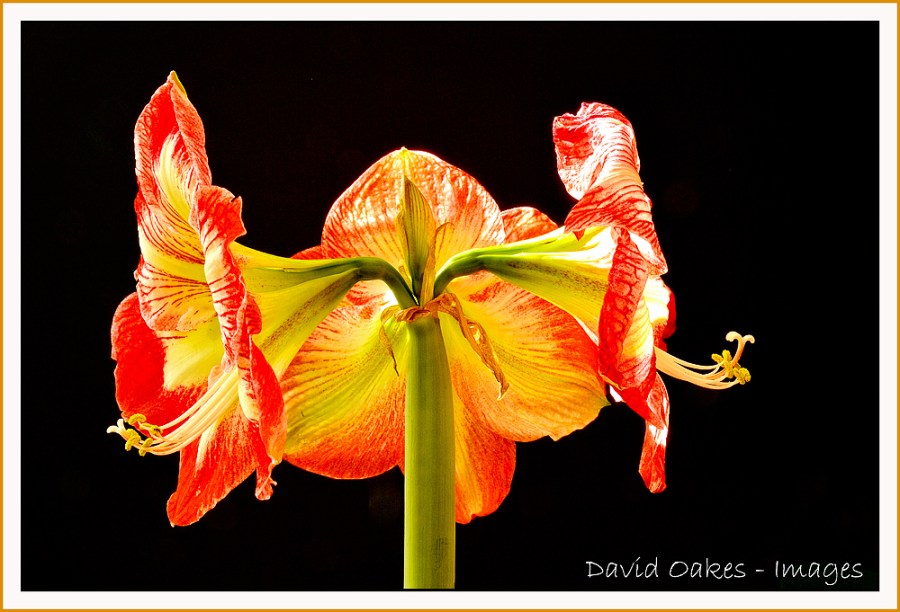 DOI_7456_00013-bb-tt