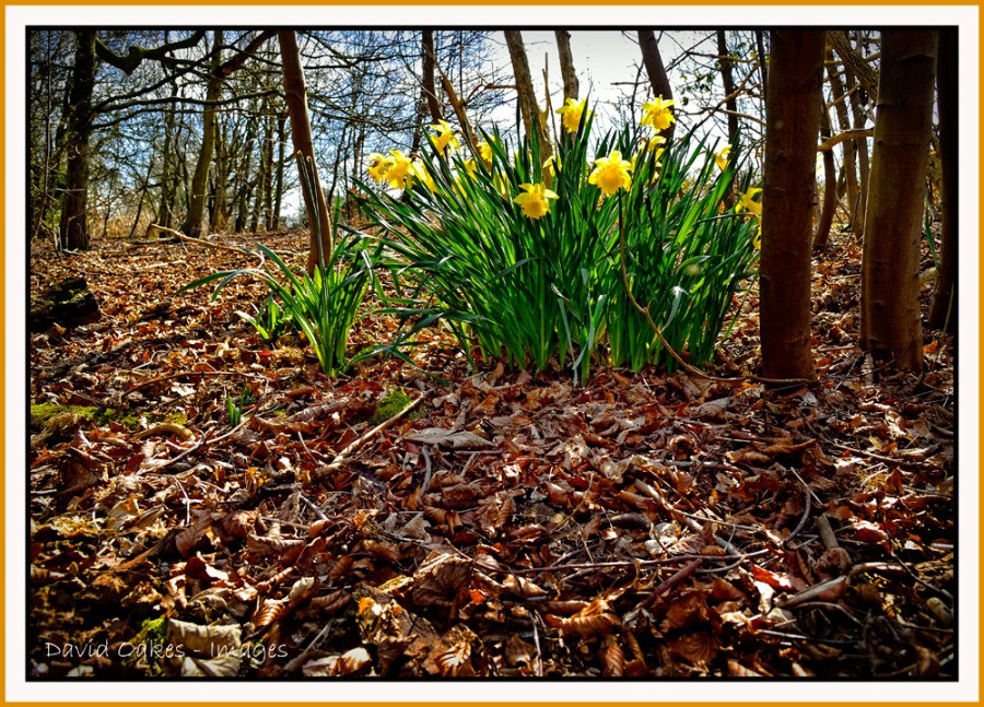 Woodland-daffs