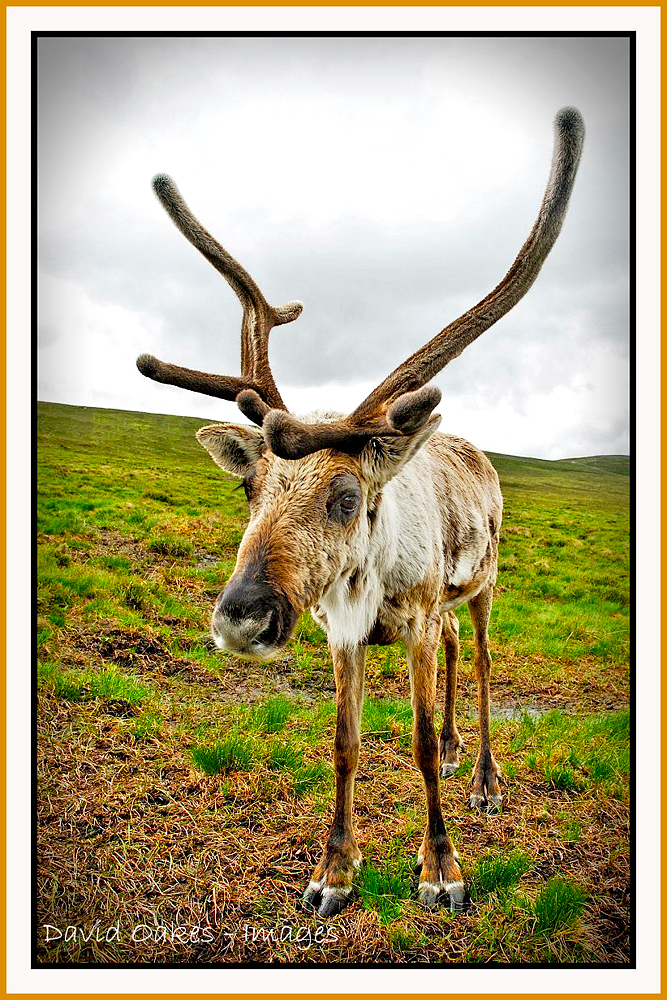 47-Reindeer-on-Airgiod-Meall,-Cairngorms,-Scotland-001_renamed_22355-bbtt