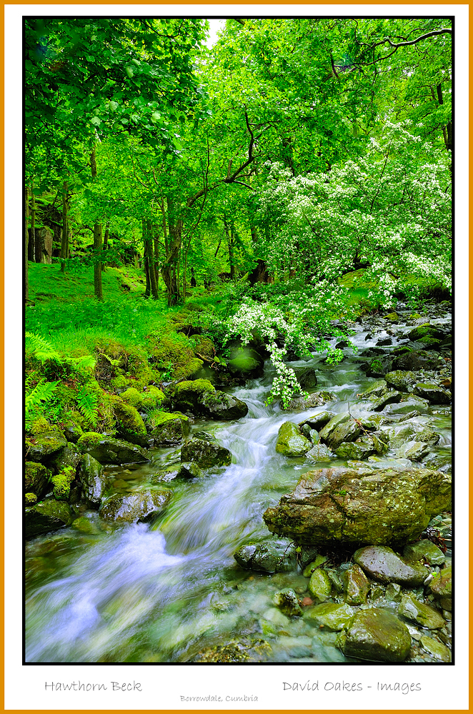 Hawthorn-Beck-Caption--_0064-bbtt