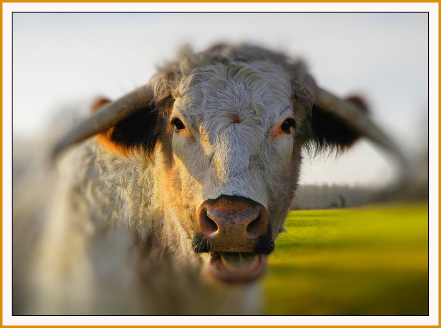 LONG-HORN-COW-Portrait-2