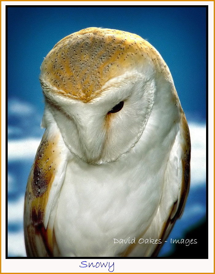 Snowy the Barn Owl_.jpg
