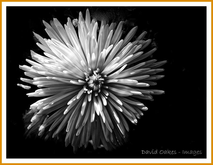 flower BW