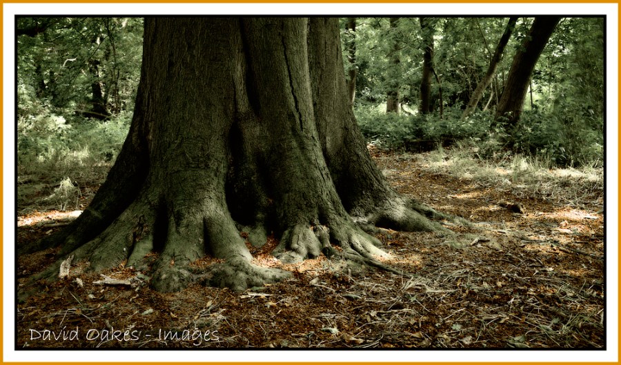 Dark-Woods-Elephant-foot