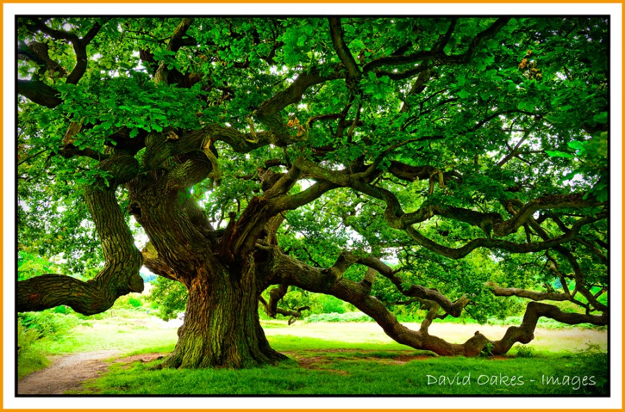 Old Oak.jpg