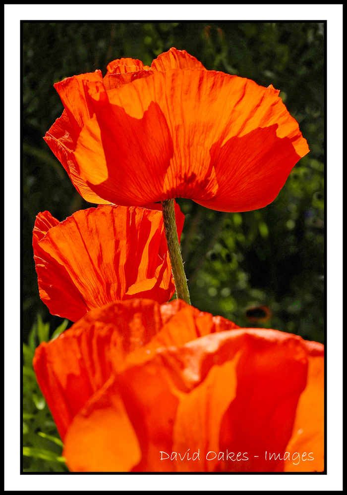 POPPIES