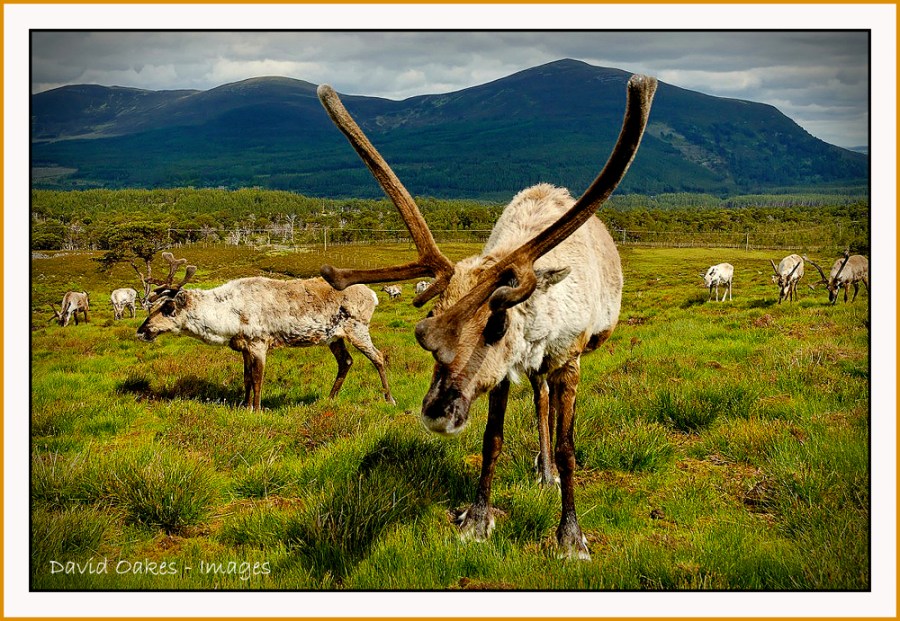 48-Reindeer-on-Airgiod-Meall,-Cairngorms,-Scotland-0399_renamed_23866-bb-tt