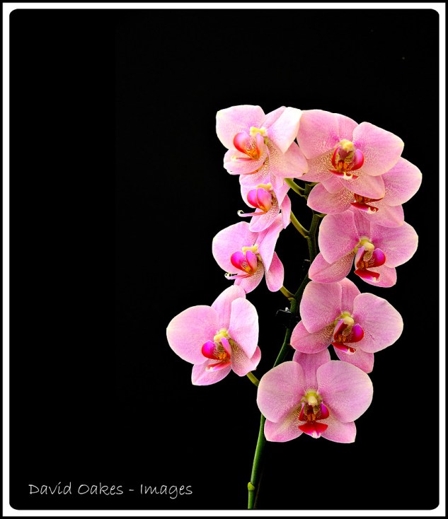 Orchid-Time