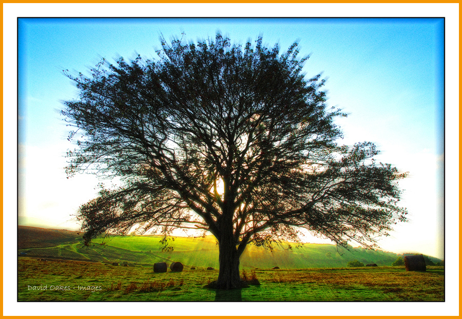 The-Old-Hawthorn-at-Harvest-Time