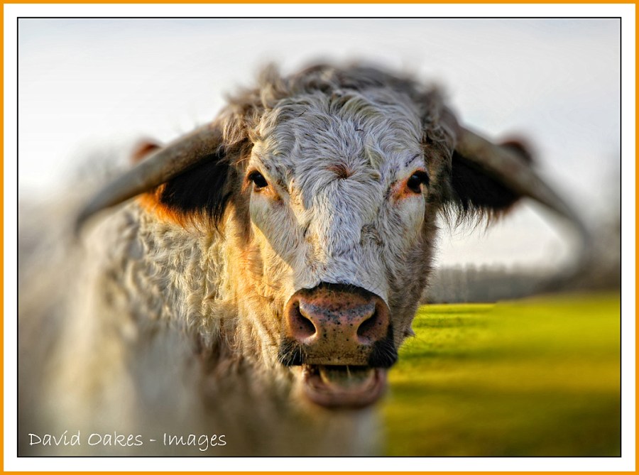 long-horn-cow-portrait-2