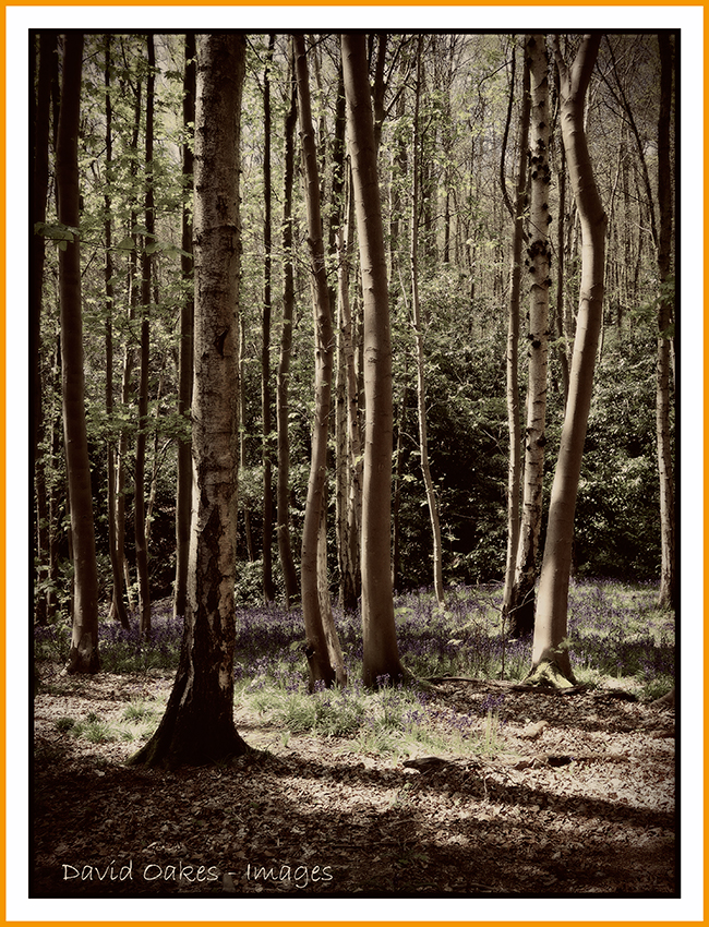 Reaching-for-the-light