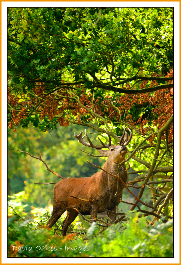 Red Stag