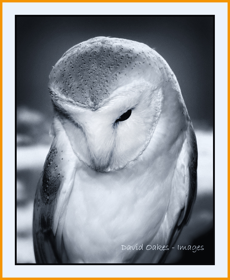 snowy-the-barn-owl_bw