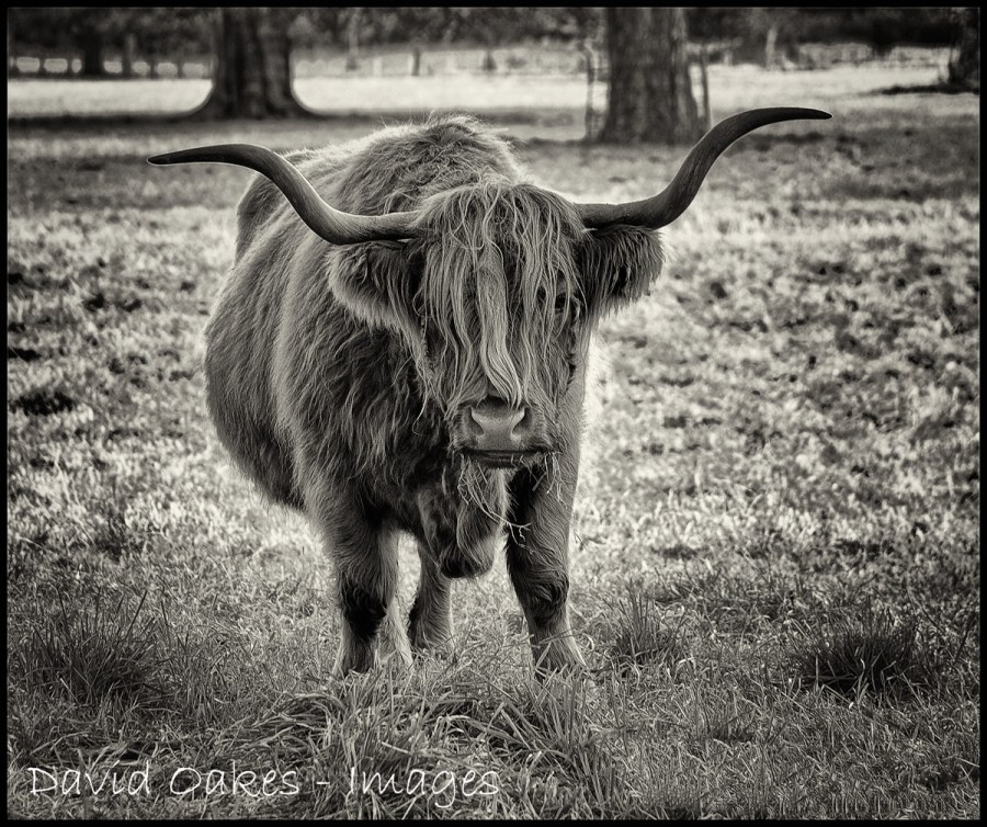 angus-_0123-bw