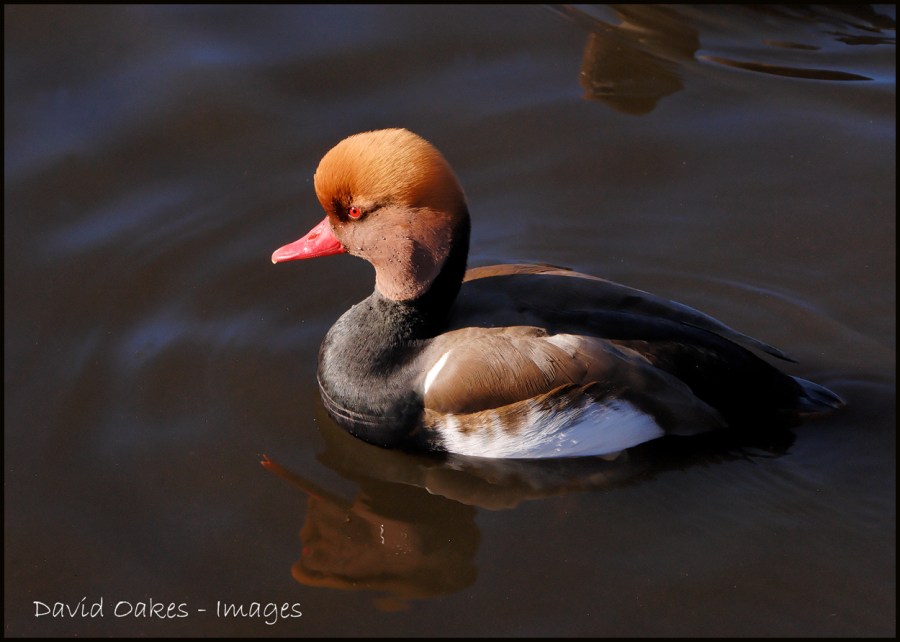 Red-Crested Pochard