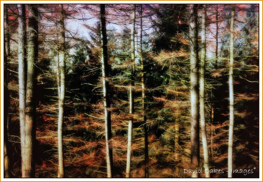 Upper Derwent Valley, Derbyshire